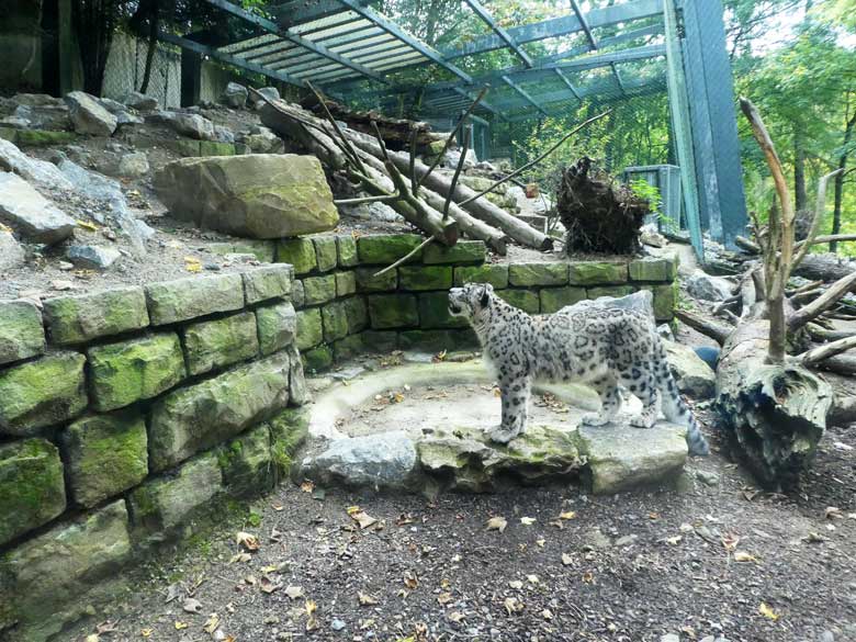 Schneeleopard am 28. September 2017 auf der Außenanlage im Grünen Zoo Wuppertal