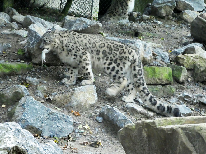 Schneeleopard am 28. September 2017 auf der Außenanlage im Zoologischen Garten der Stadt Wuppertal