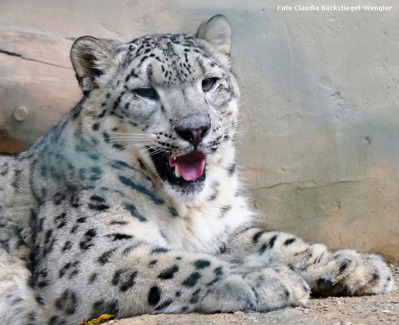 Schneeleopard am 29. September 2017 auf der Außenanlage im Zoologischen Garten Wuppertal (Foto Claudia Böckstiegel-Wengler)