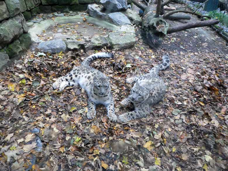 Schneeleoparden am 20. Oktober 2017 vor der Besucherscheibe an der Himalaya-Anlage im Zoologischen Garten Wuppertal