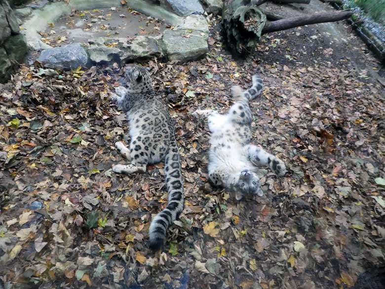 Schneeleoparden am 20. Oktober 2017 vor der Besucherscheibe an der Himalaya-Anlage im Zoo Wuppertal