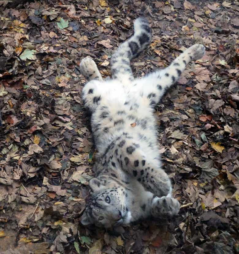 Schneeleopard am 20. Oktober 2017 vor der Besucherscheibe an der Himalaya-Anlage im Wuppertaler Zoo