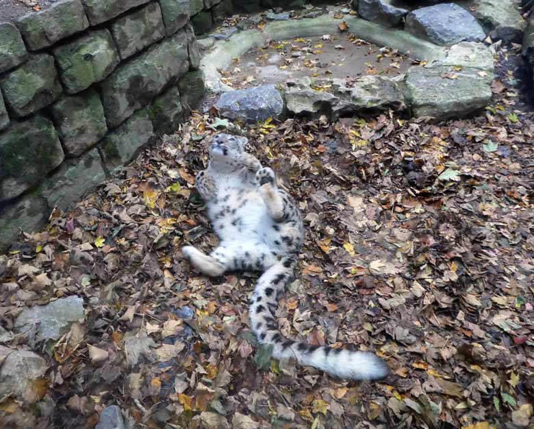 Schneeleopard am 20. Oktober 2017 vor der Besucherscheibe an der Himalaya-Anlage im Grünen Zoo Wuppertal