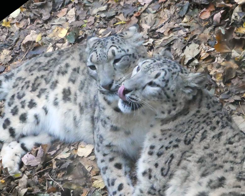 Schneeleoparden am 20. Oktober 2017 vor der Besucherscheibe an der Himalaya-Anlage im Zoologischen Garten der Stadt Wuppertal