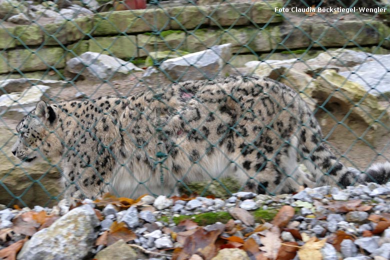 Schneeleoparden-Männchen am 2. Dezember 2017 auf der Außenanlage im Wuppertaler Zoo (Foto Claudia Böckstiegel-Wengler)