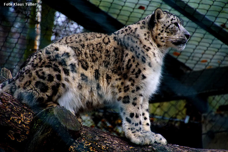 Schneeleopard am 16. Dezember 2017 im Zoologischen Garten der Stadt Wuppertal (Foto Klaus Tüller)