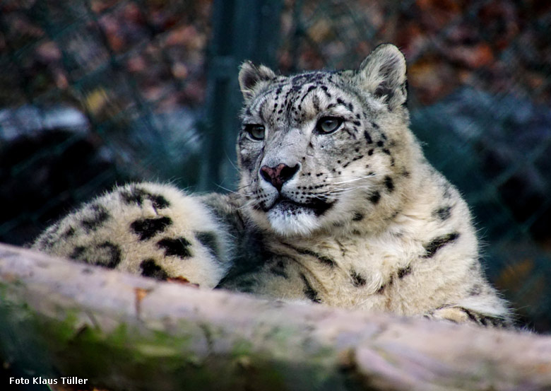 Schneeleopard am 16. Dezember 2017 im Wuppertaler Zoo (Foto Klaus Tüller)