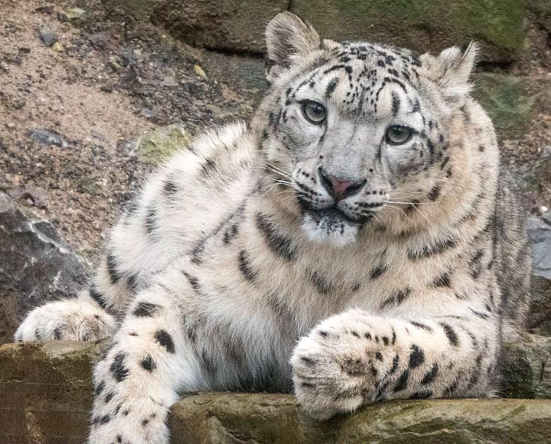 Schneeleoparden-Jungtier am 30. Dezember 2017 auf der Außenanlage im Zoologischen Garten der Stadt Wuppertal