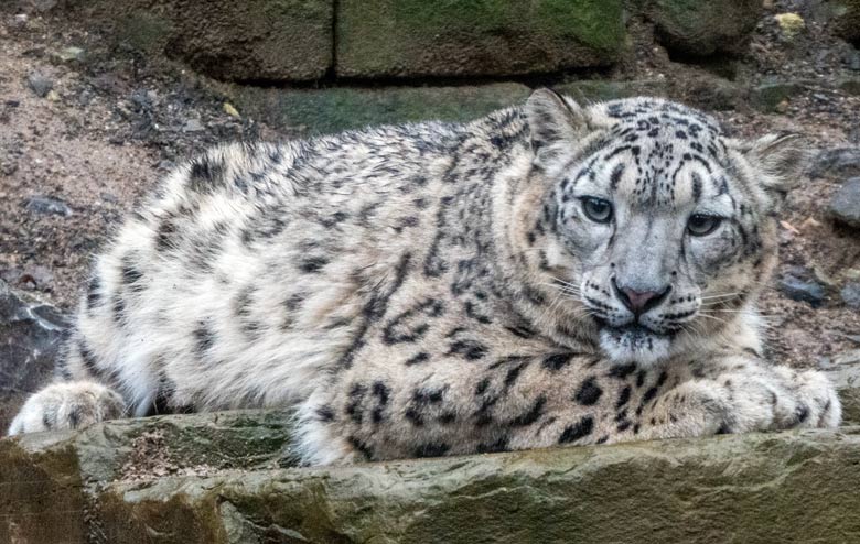 Schneeleoparden-Jungtier am 30. Dezember 2017 auf der Außenanlage im Grünen Zoo Wuppertal