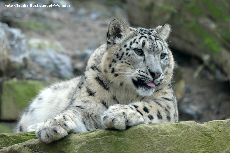 Schneeleopard am 6. Januar 2018 in der Himalaya-Anlage im Grünen Zoo Wuppertal (Foto Claudia Böckstiegel-Wengler)