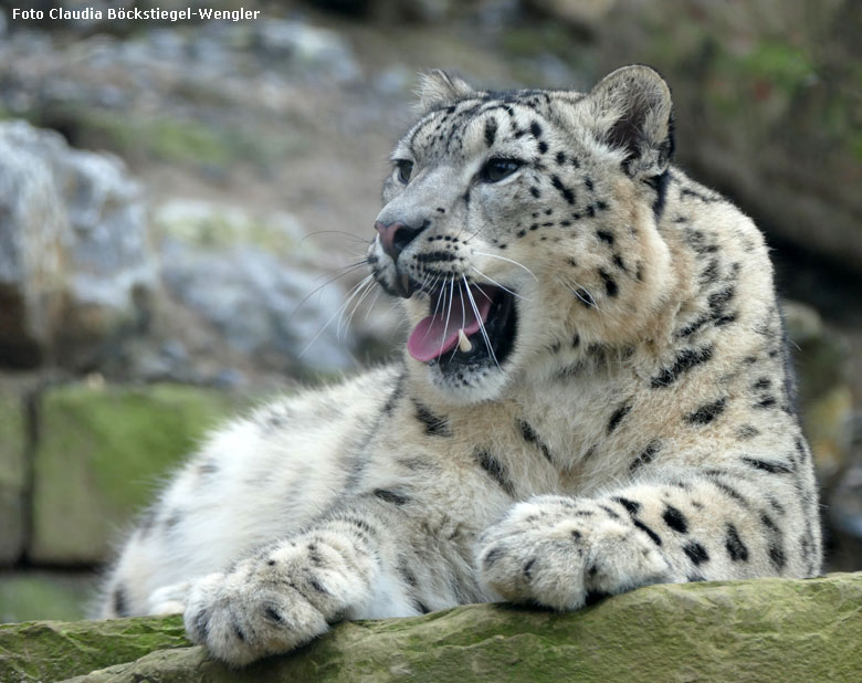 Schneeleopard am 6. Januar 2018 in der Himalaya-Anlage im Wuppertaler Zoo (Foto Claudia Böckstiegel-Wengler)