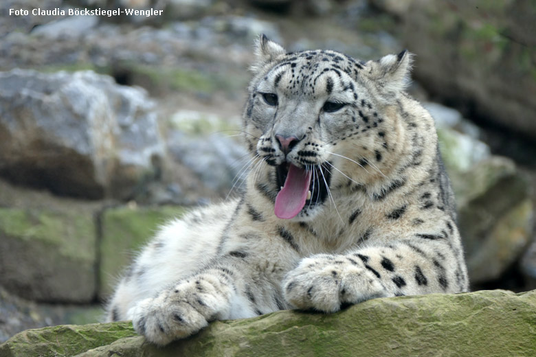 Schneeleopard am 6. Januar 2018 in der Himalaya-Anlage im Zoologischen Garten der Stadt Wuppertal (Foto Claudia Böckstiegel-Wengler)