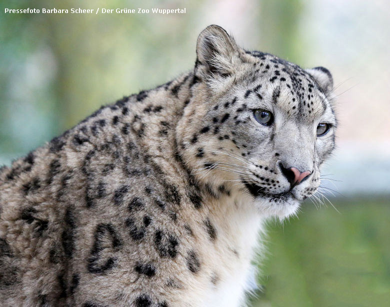 Schneeleopardin BHAVANI am 9. Januar 2018 im Grünen Zoo Wuppertal (Pressefoto Barbara Scheer -Der Grüne Zoo Wuppertal)