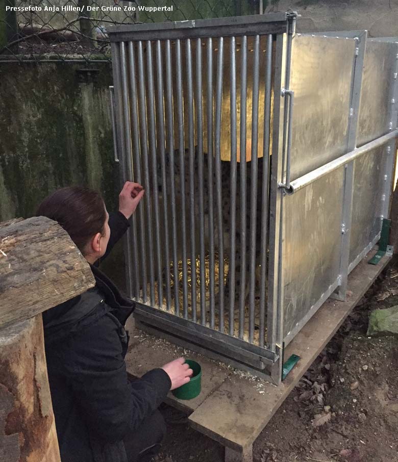 Schneeleopardin BHAVANI am 13. Januar 2018 beim Training im Transport-Käfig im Wuppertaler Zoo (Pressefoto Anja Hillen -Der Grüne Zoo Wuppertal)