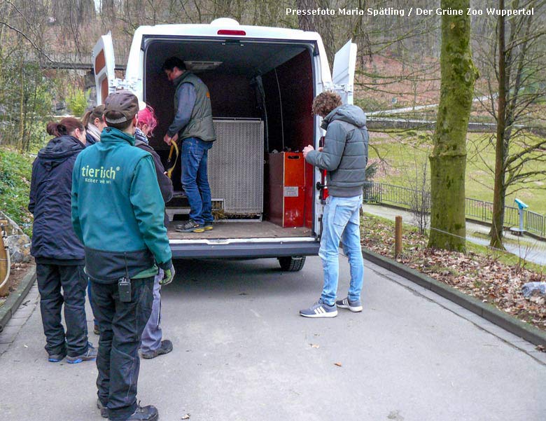 Schneeleopardin BHAVANI am 15. Januar 2018 bei der Abreise im Käfig im Transport-Fahrzeug im Zoologischen Garten der Stadt Wuppertal (Pressefoto Maria spätling -Der Grüne Zoo Wuppertal)