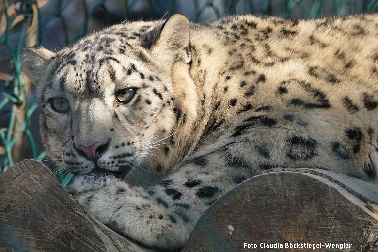 Schneeleopard am 8. Februar 2018 auf der Außenanlage im Grünen Zoo Wuppertal (Foto Claudia Böckstiegel-Wengler)