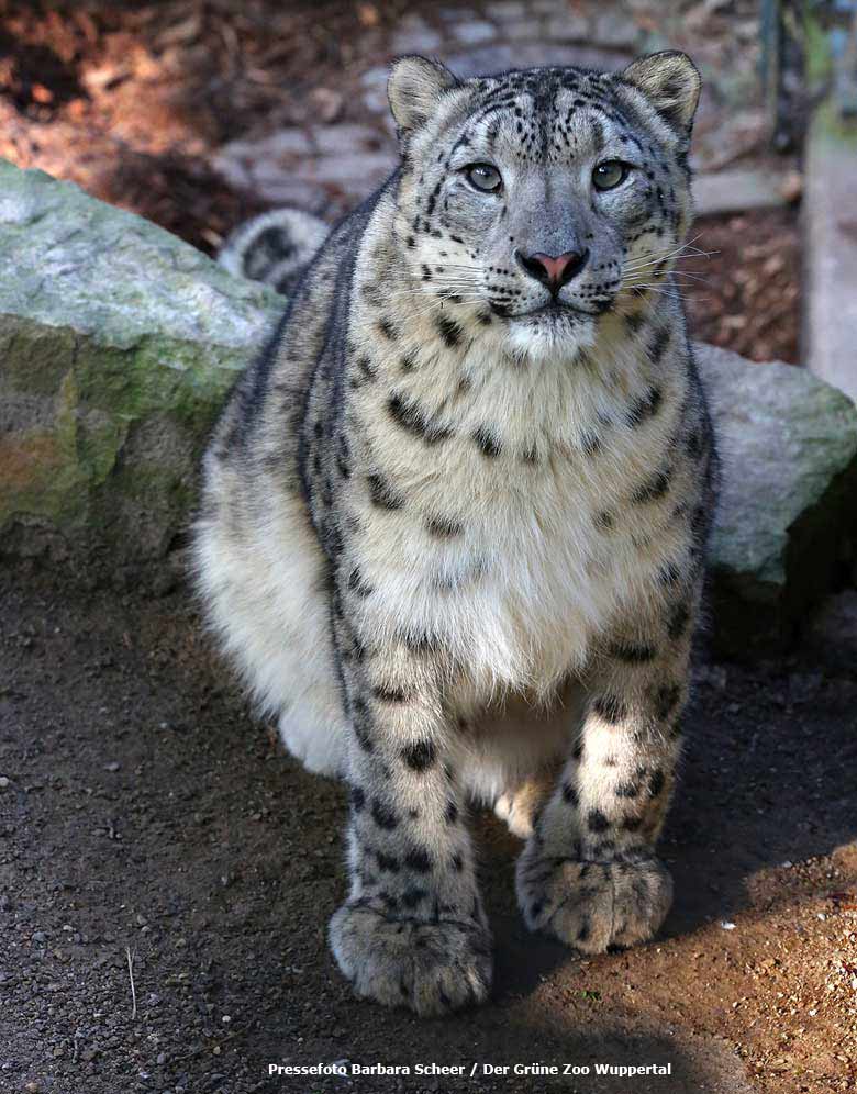 Schneeleoparden-Kater BAYAN am 20. Februar 2018 im Zoologischen Garten der Stadt Wuppertal (Pressefoto Barbara Scheer - Der Grüne Zoo Wuppertal)