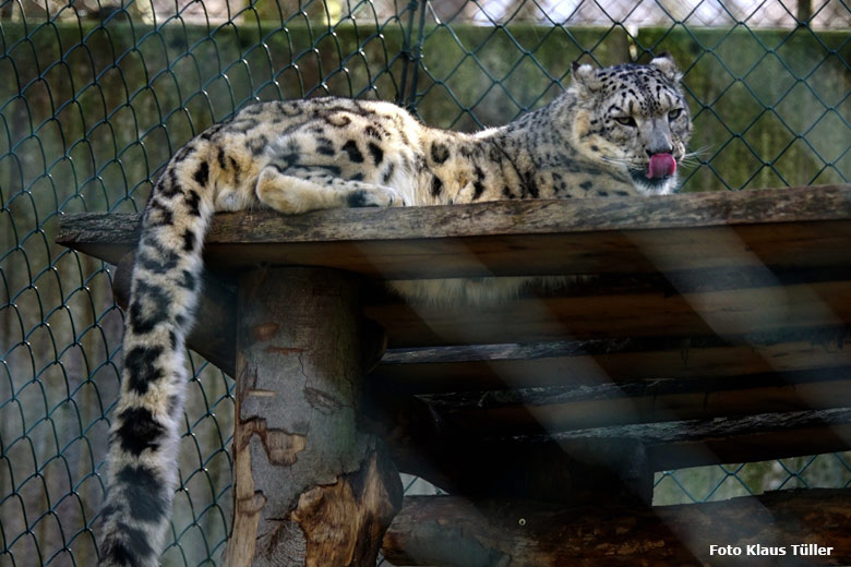 Schneeleopard am 7. April 2018 auf der Himalaya-Anlage im Wuppertaler Zoo (Foto Kaus Tüller)