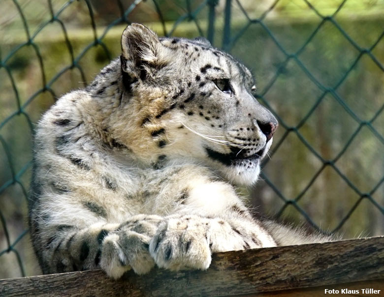 Schneeleopard am 14. April 2018 auf der Himalaya-Anlage im Grünen Zoo Wuppertal (Foto Kaus Tüller)