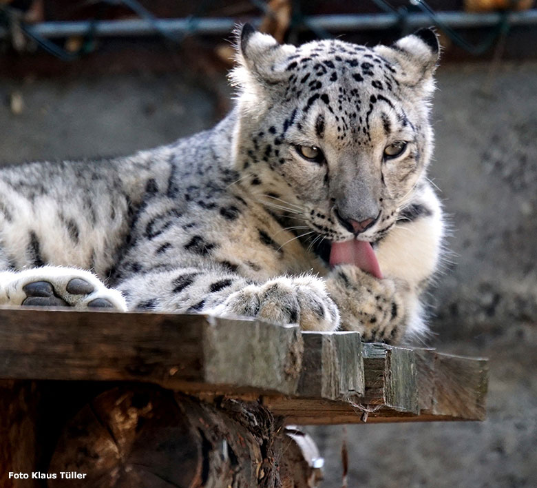 Schneeleopardin BASIRA bei der Katzenwäsche am 6. Oktober 2018 auf der Außenanlage im Wuppertaler Zoo (Foto Klaus Tüller)