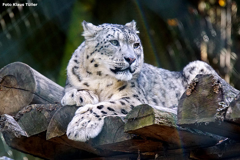 Schneeleopard am 20. Oktober 2018 auf der Himalaya-Anlage im Grünen Zoo Wuppertal (Foto Klaus Tüller)