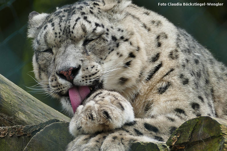 Schneeleopardenkater IRBIS am 28. März 2019 auf der sogenannten Himalaya-Anlage im Grünen Zoo Wuppertal (Foto Claudia Böckstiegel-Wengler)