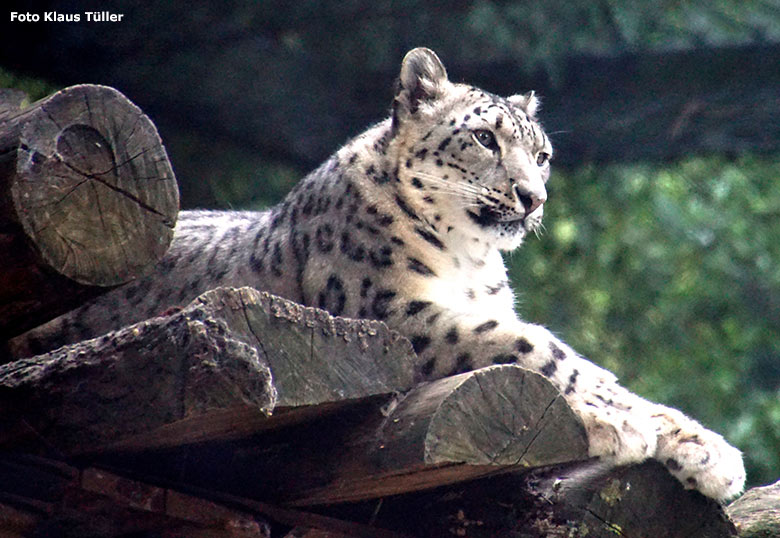 Schneeleopard am 8. Juli 2019 auf der Himalaya-Anlage im Wuppertaler Zoo (Foto Klaus Tüller)