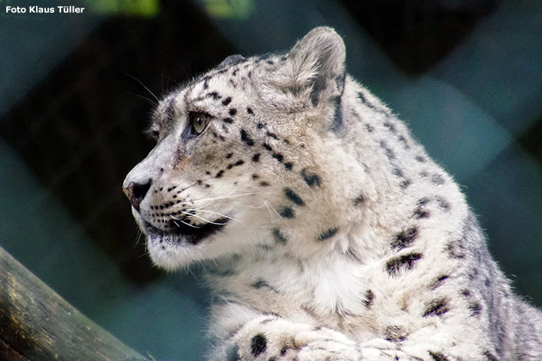 Schneeleoparden-Weibchen am 30. September 2019 in der sogenannten Himalaya-Anlage im Grünen Zoo Wuppertal (Foto Klaus Tüller)