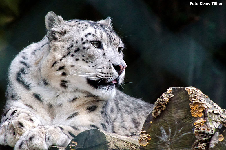 Schneeleoparden-Weibchen ADITI am 25. Oktober 2019 auf der Himalaya-Anlage im Zoo Wuppertal (Foto Klaus Tüller)