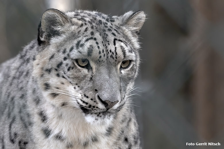 Schneeleopardin ADITI am 29. Oktober 2019 in der Himalaya-Anlage im Grünen Zoo Wuppertal (Foto Gerrit Nitsch)