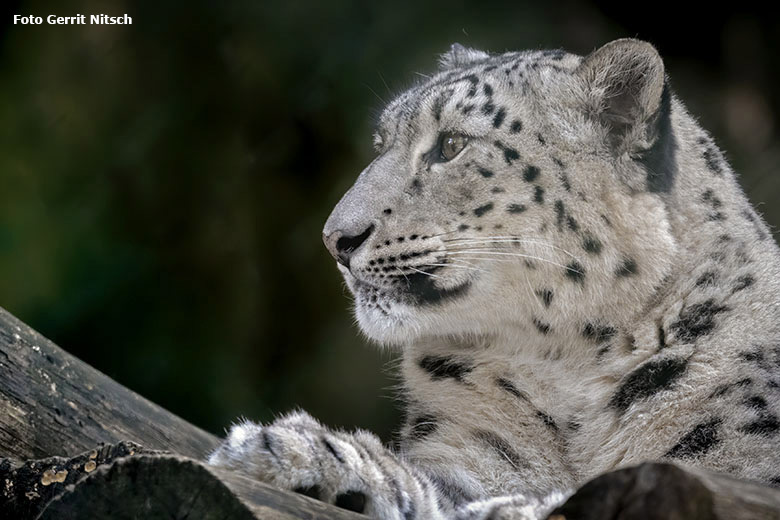 Schneeleopardin ADITI am 29. Oktober 2019 in der Himalaya-Anlage im Zoologischen Garten Wuppertal (Foto Gerrit Nitsch)