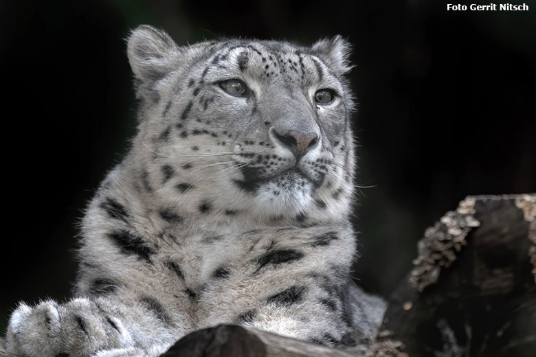 Schneeleopardin ADITI am 29. Oktober 2019 in der Himalaya-Anlage im Zoo Wuppertal (Foto Gerrit Nitsch)
