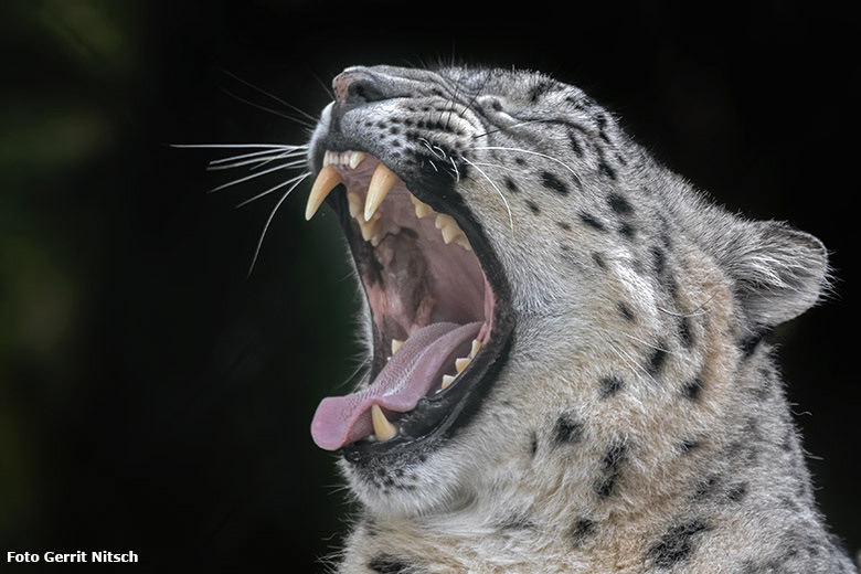 Schneeleopardin ADITI am 29. Oktober 2019 in der Himalaya-Anlage im Wuppertaler Zoo (Foto Gerrit Nitsch)
