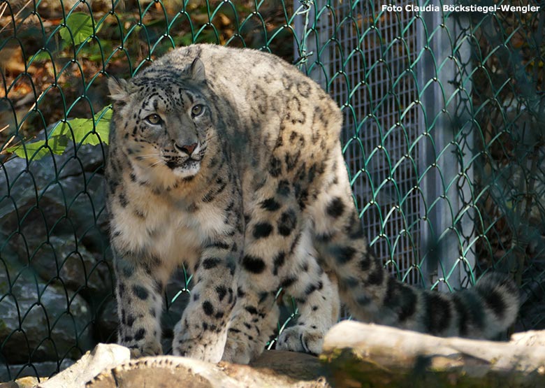 Schneeleopardin ADITI am 31. Oktober 2019 auf der Himalaya-Anlage im Grünen Zoo Wuppertal (Foto Claudia Böckstiegel-Wengler)