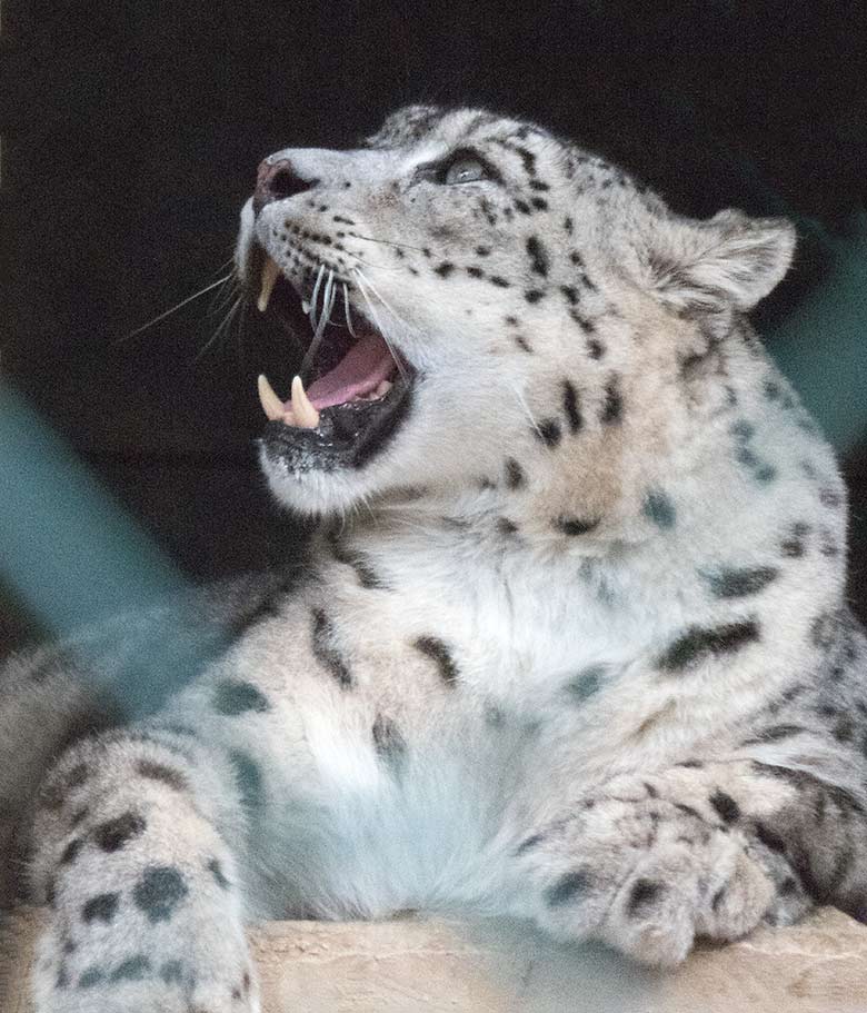 Weiblicher Schneeleopard ADITI am 2. November 2019 auf der Himalaya-Anlage im Zoo Wuppertal