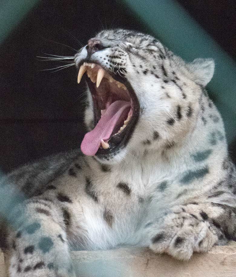 Schneeleoparden-Katze ADITI am 2. November 2019 auf der Himalaya-Anlage im Zoologischen Garten der Stadt Wuppertal