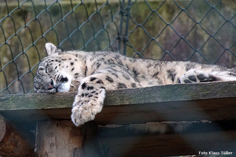 Schneeleopard am 7. März 2020 in der Himalaya-Anlage im Zoologischen Garten der Stadt Wuppertal (Foto Klaus Tüller)