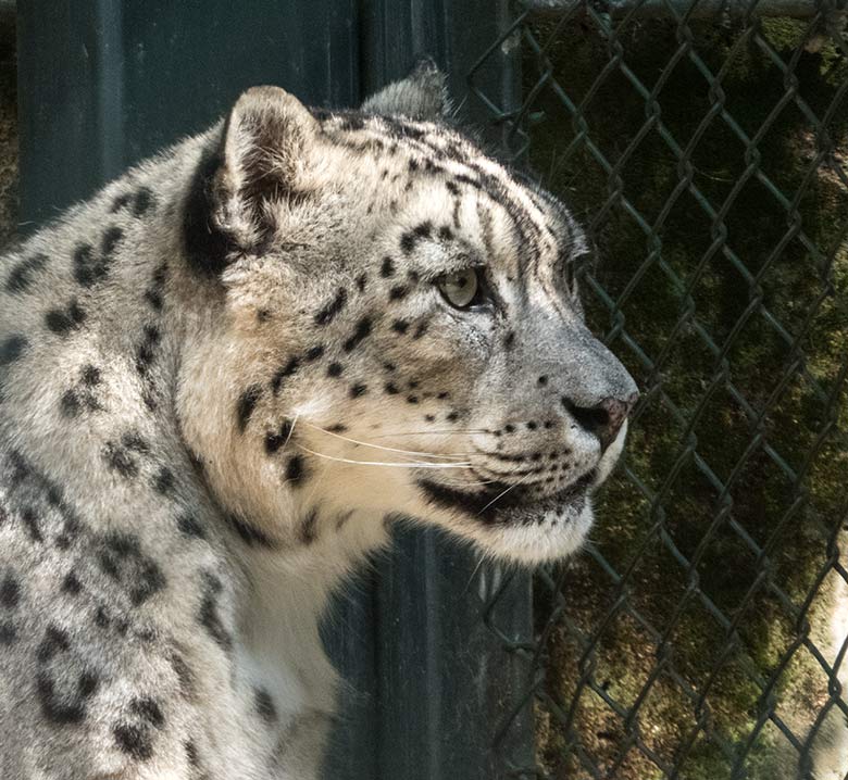 Schneeleoparden-Weibchen ADITI am 15. Juli 2020 in der Himalaya-Anlage im Grünen Zoo Wuppertal