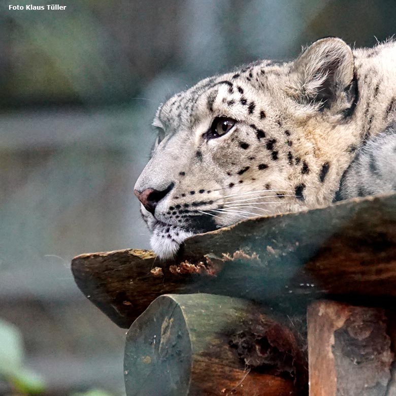 Schneeleopard am 9. Oktober 2020 auf der Himalaya-Anlage im Wuppertaler Zoo (Foto Klaus Tüller)