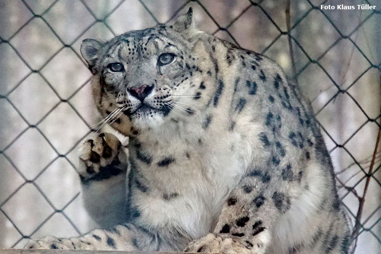 Schneeleopard am 9. Oktober 2020 auf der Himalaya-Anlage im Zoo Wuppertal (Foto Klaus Tüller)