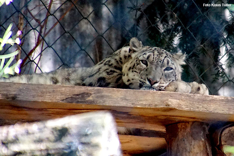 Schneeleopard am 25. August 2021 auf der Außenanlage im Grünen Zoo Wuppertal (Foto Klaus Tüller)