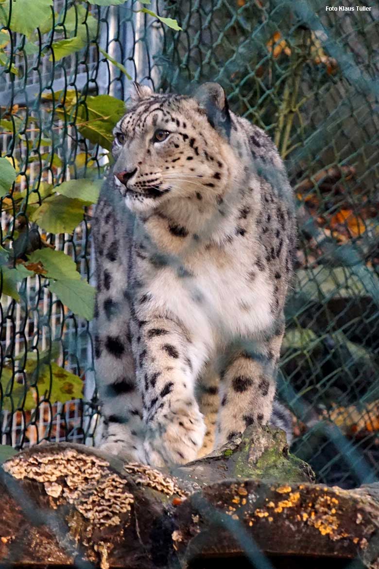 Schneeleopardin ADITI am 14. November 2021 im Außengehege der sogenannten Himalaya-Anlage im Grünen Zoo Wuppertal (Foto Klaus Tüller)