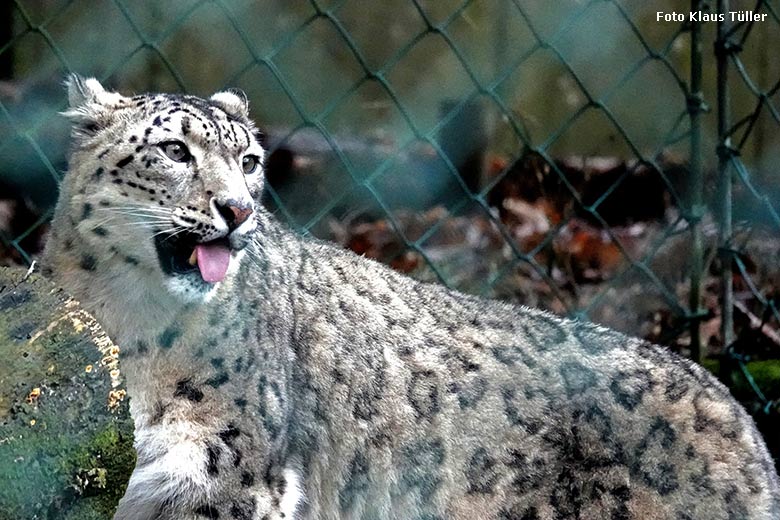 Schneeleopard am 30. Dezember 2021 auf der Außenanlage im Wuppertaler Zoo (Foto Klaus Tüller)