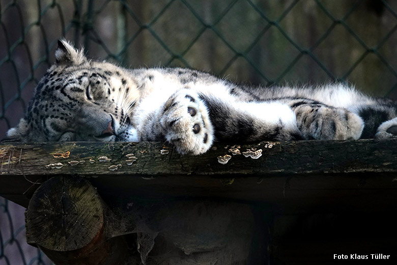 Schneeleopard am 1. Januar 2022 auf der Außenanlage im Zoo Wuppertal (Foto Klaus Tüller)