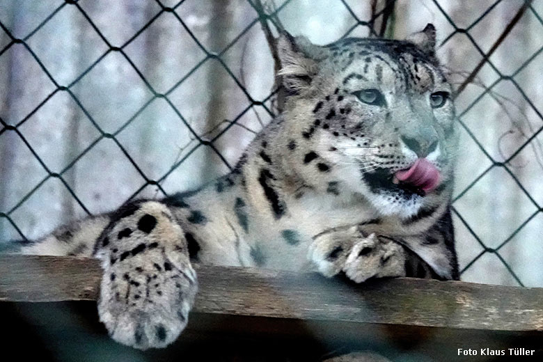 Schneeleopard am 2. Januar 2022 auf der Außenanlage im Zoologischen Garten Wuppertal (Foto Klaus Tüller)