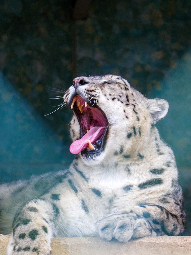 Männlicher Schneeleopard IRBIS am 31. Juli 2022 auf der Außenanlage im Grünen Zoo Wuppertal