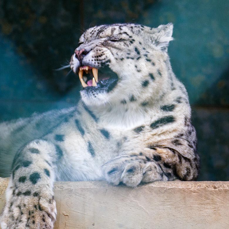 Männlicher Schneeleopard IRBIS am 31. Juli 2022 auf der Außenanlage im Zoologischen Garten Wuppertal