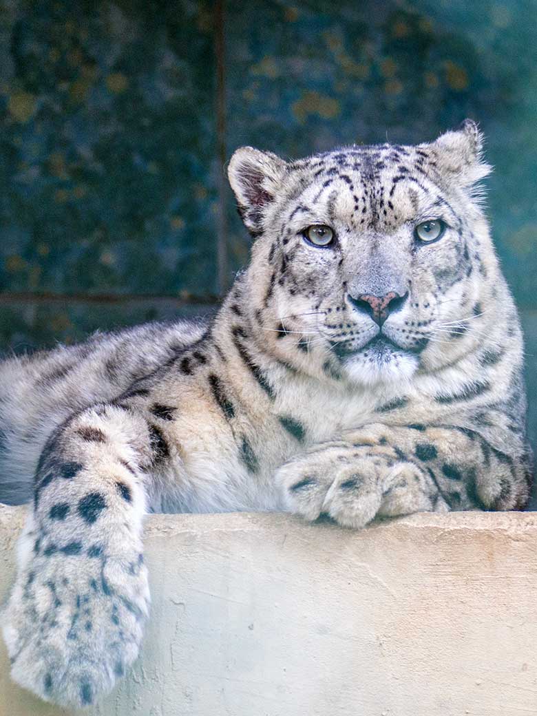 Männlicher Schneeleopard IRBIS am 31. Juli 2022 auf der Außenanlage im Wuppertaler Zoo