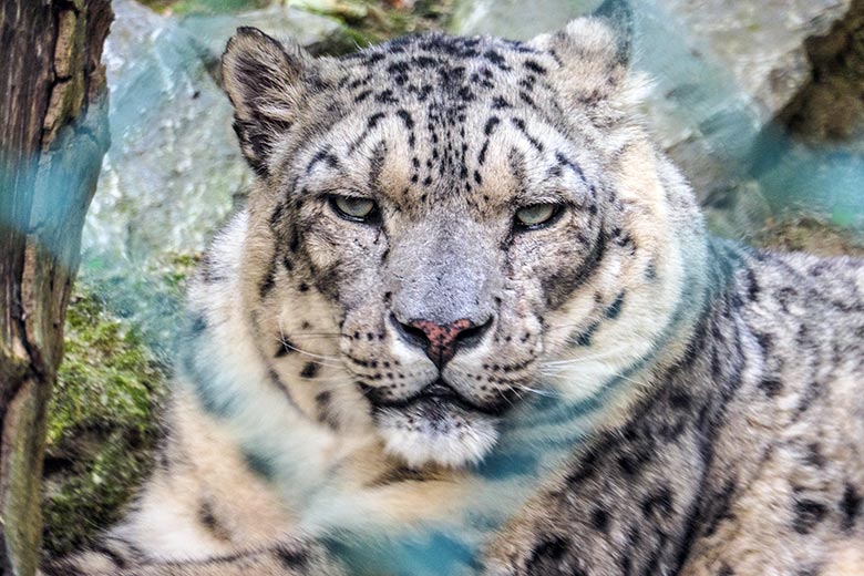 Schneeleoparden-Kater IRBIS am 16. August 2022 in der Himalaya-Anlage im Zoologischen Garten Wuppertal