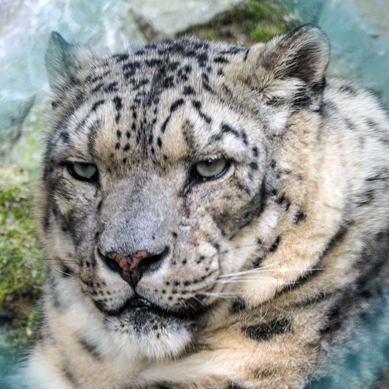 Männlicher Schneeleopard IRBIS am 16. August 2022 in der Himalaya-Anlage im Wuppertaler Zoo